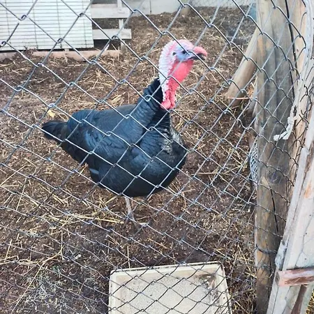 Casa rural Abuela Simona *