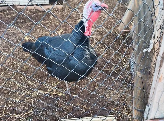 Gospodarstwo wiejskie Abuela Simona *